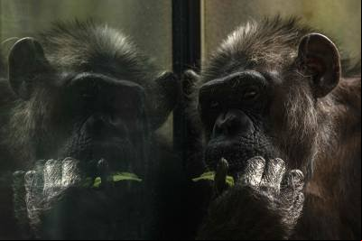 Estudo demonstra que chimpanzés têm percepção muito pessoal do ritmo