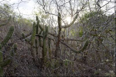 Provocada pela agropecuária, desertificação avança na Caatinga