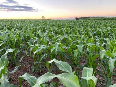 Pacote agrícola já está em vigor, mas valor dos subsídios é dúvida