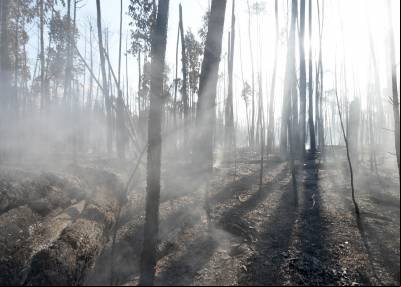 Saiba o que está sendo feito para evitar incêndios florestais no DF em 2025