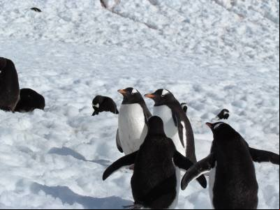 Estudo revela efeitos climáticos surpreendentes das fezes de pinguim